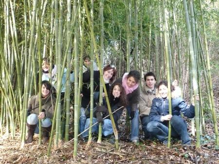les pandas